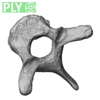 DV15-46 Homo sapiens thoracic vertebra second ply