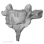 DV15-47 Homo sapiens thoracic vertebra third anterior