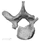 DV15-47 Homo sapiens thoracic vertebra third inferior