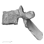 DV15-47 Homo sapiens thoracic vertebra third lateral