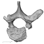 DV15-47 Homo sapiens thoracic vertebra third superior