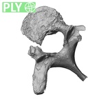 DV15-47 Homo sapiens thoracic vertebra third ply