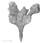 DV15-49 Homo sapiens thoracic vertebra fifth anterior