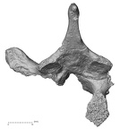 DV15-49 Homo sapiens thoracic vertebra fifth inferior
