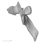 DV15-49 Homo sapiens thoracic vertebra fifth lateral