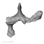 DV15-49 Homo sapiens thoracic vertebra fifth superior