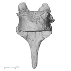 DV15-51 Homo sapiens thoracic vertebra seventh anterior