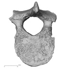 DV15-51 Homo sapiens thoracic vertebra seventh inferior