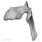 DV15-51 Homo sapiens thoracic vertebra seventh lateral