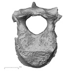 DV15-51 Homo sapiens thoracic vertebra seventh superior