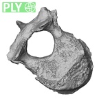 DV15-51 Homo sapiens thoracic vertebra seventh ply