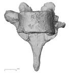 DV15-52 Homo sapiens thoracic vertebra eighth anterior