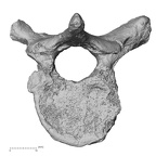 DV15-52 Homo sapiens thoracic vertebra eighth inferior
