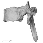 DV15-52 Homo sapiens thoracic vertebra eighth lateral