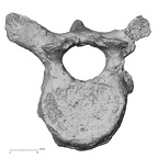 DV15-52 Homo sapiens thoracic vertebra eighth superior