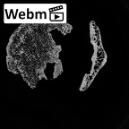 DV15-52 Homo sapiens thoracic vertebra eighth ct stack movie