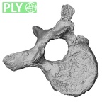 DV15-52 Homo sapiens thoracic vertebra eighth ply