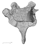 DV15-53 Homo sapiens thoracic vertebra ninth anterior