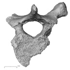 DV15-53 Homo sapiens thoracic vertebra ninth inferior