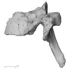 DV15-53 Homo sapiens thoracic vertebra ninth lateral