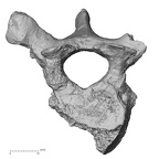 DV15-53 Homo sapiens thoracic vertebra ninth superior