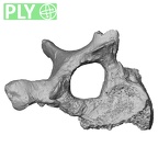 DV15-53 Homo sapiens thoracic vertebra ninth ply