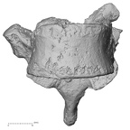 DV15-54 Homo sapiens thoracic vertebra tenth anterior