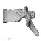 DV15-54 Homo sapiens thoracic vertebra tenth lateral