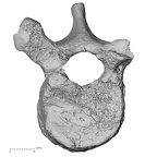 DV15-54 Homo sapiens thoracic vertebra tenth superior