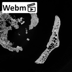 DV15-54 Homo sapiens thoracic vertebra tenth ct stack movie