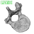 DV15-54 Homo sapiens thoracic vertebra tenth ply