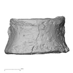 DV15-55 Homo sapiens thoracic vertebra eleventh anterior