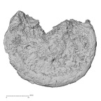 DV15-55 Homo sapiens thoracic vertebra eleventh inferior