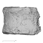 DV15-55 Homo sapiens thoracic vertebra eleventh lateral