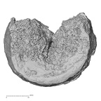 DV15-55 Homo sapiens thoracic vertebra eleventh superior