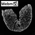 DV15-55 Homo sapiens thoracic vertebra eleventh ct stack movie