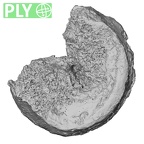 DV15-55 Homo sapiens thoracic vertebra eleventh ply