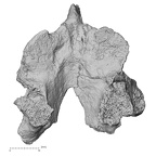 DV15-56 Homo sapiens thoracic vertebra eleventh inferior