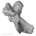 DV15-56 Homo sapiens thoracic vertebra eleventh lateral