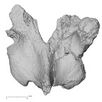 DV15-56 Homo sapiens thoracic vertebra eleventh posterior