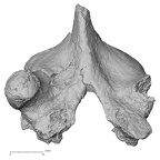 DV15-56 Homo sapiens thoracic vertebra eleventh superior