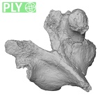 DV15-56 Homo sapiens thoracic vertebra eleventh ply