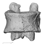 DV15-57 Homo sapiens thoracic vertebra twelfth anterior