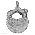 DV15-57 Homo sapiens thoracic vertebra twelfth inferior