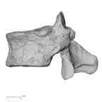 DV15-57 Homo sapiens thoracic vertebra twelfth lateral