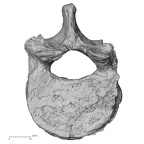 DV15-57 Homo sapiens thoracic vertebra twelfth superior