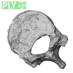 DV15-57 Homo sapiens thoracic vertebra twelfth ply