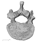 DV15-58 Homo sapiens lumbar vertebra first inferior