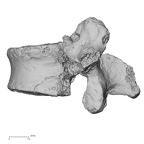 DV15-58 Homo sapiens lumbar vertebra first lateral