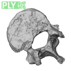 DV15-58 Homo sapiens lumbar vertebra first ply
